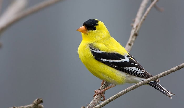 difference between pine warbler vs goldfinch