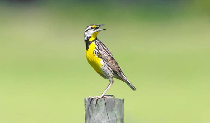 difference-between-western-vs-eastern-meadowlark