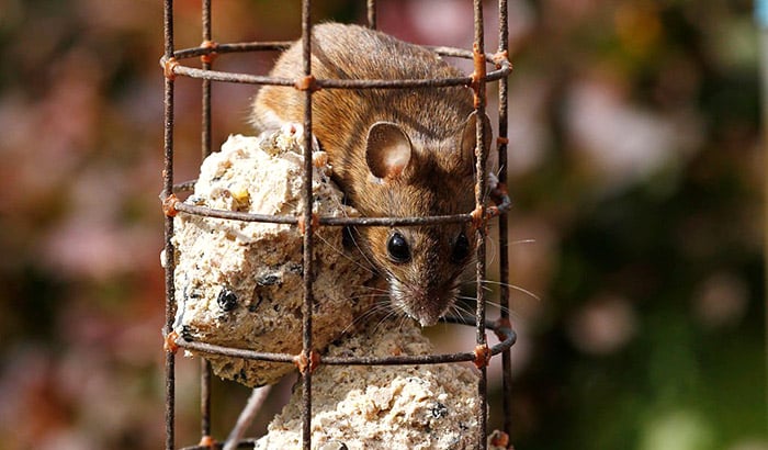do bird feeders attract mice