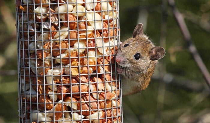 do bird feeders attract rodents