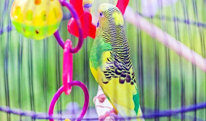 do parakeets need toys