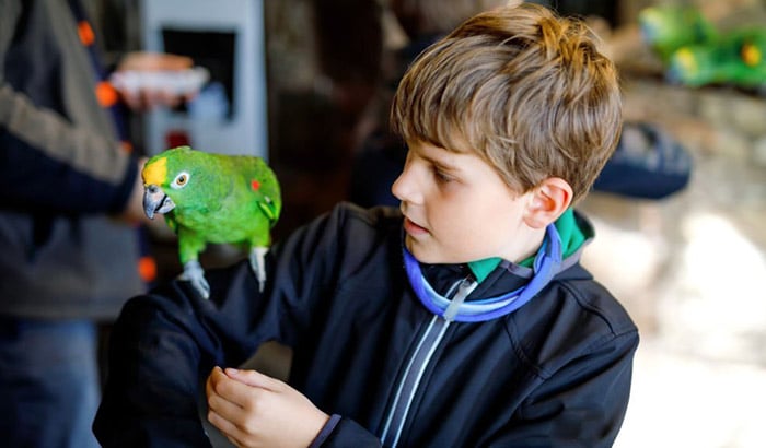 how long does it take to get your parakeet to trust you?