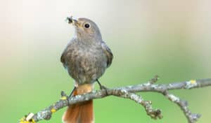 how to attract birds that eat mosquitoes