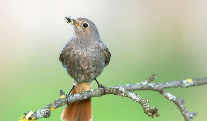 how to attract birds that eat mosquitoes