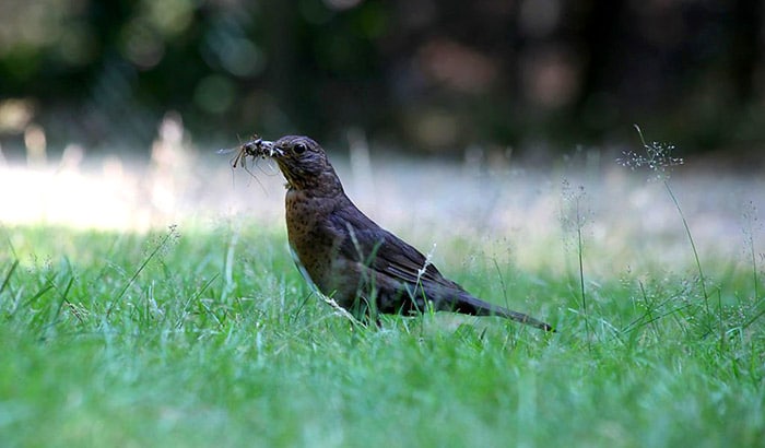 how to attract birds that eat wasps