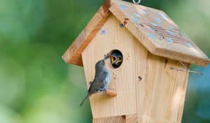 how to attract birds to bird houses