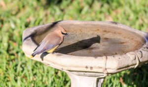 how to attract cedar waxwings