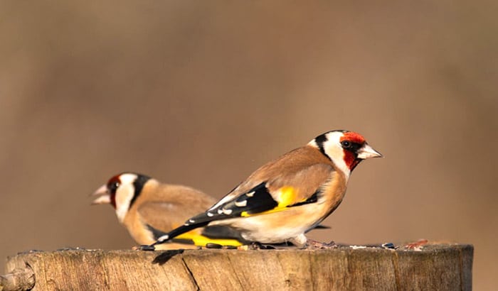 how to attract goldfinches to your garden