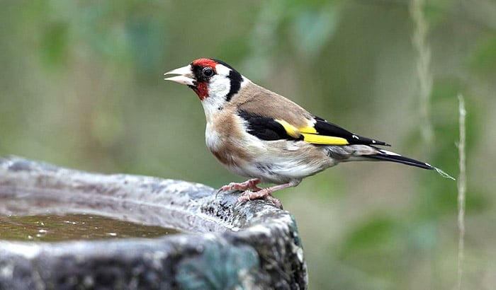 how to attract goldfinches