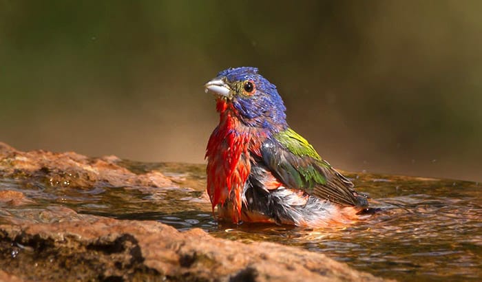 how to attract painted bunting