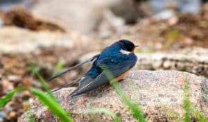 how to attract purple martin