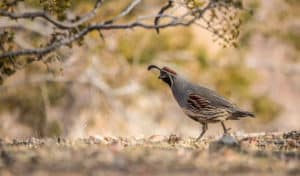 how to attract quail