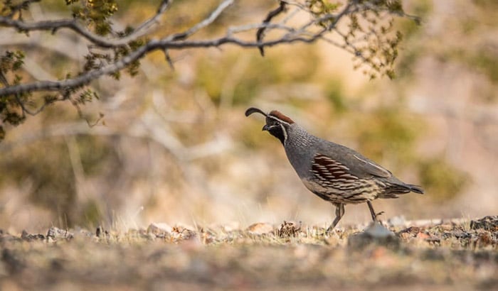 how to attract quail