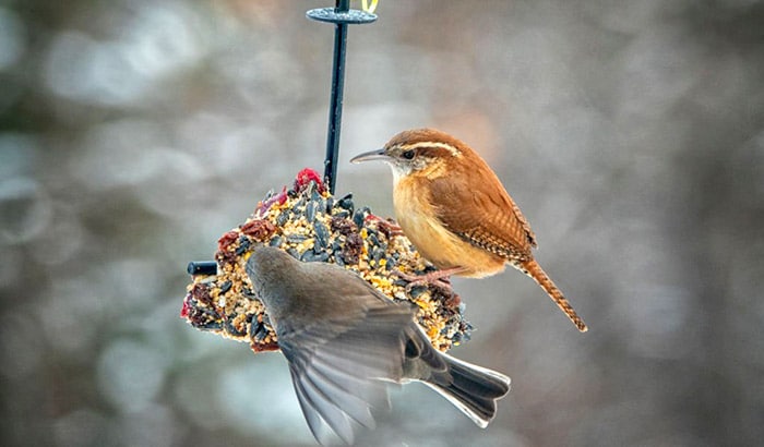 how to attract wrens to a birdhouse