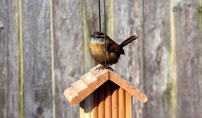 how to attract wrens