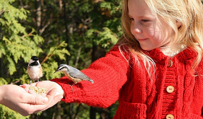 how to befriend a wild bird