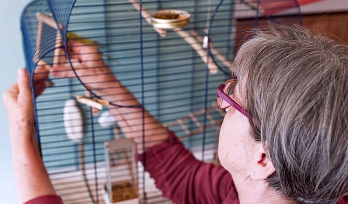 how to clean bird cage with bird inside