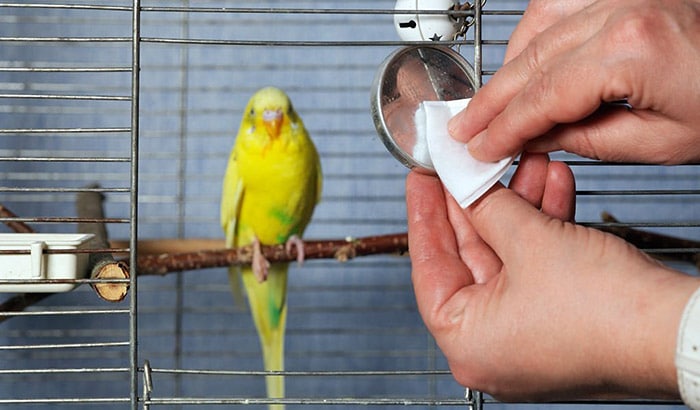 how to keep a bird cage clean