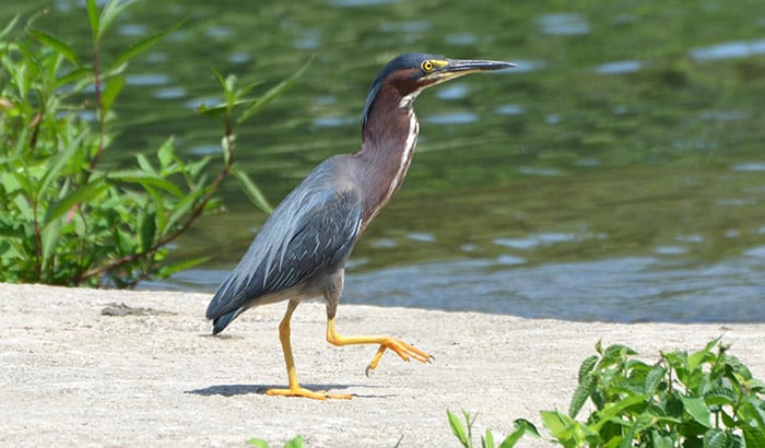 least bittern vs green heron