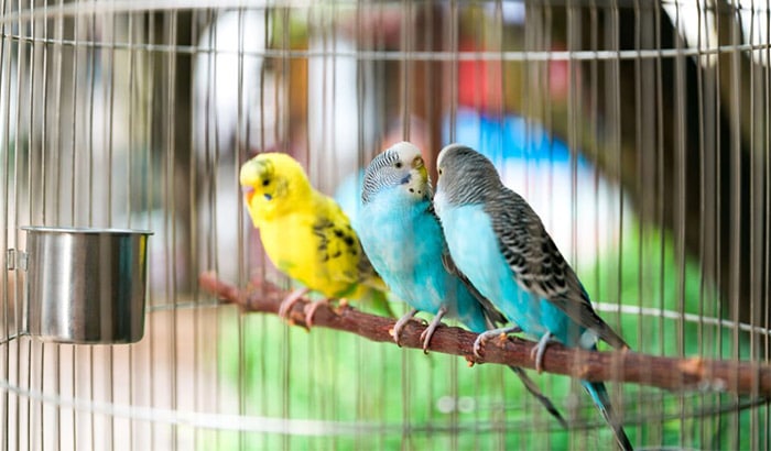 male vs female parakeet behavior