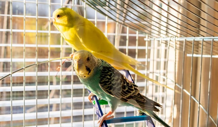 male vs female parakeet