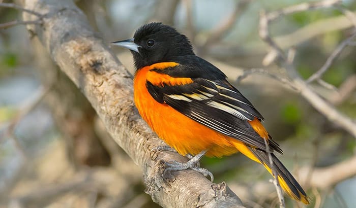 orchard oriole vs baltimore oriole