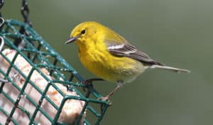 pine warbler vs goldfinch