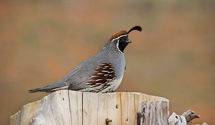 quail loves to eat seeds