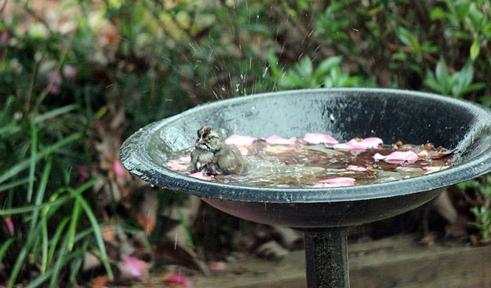 solar lights for bird baths