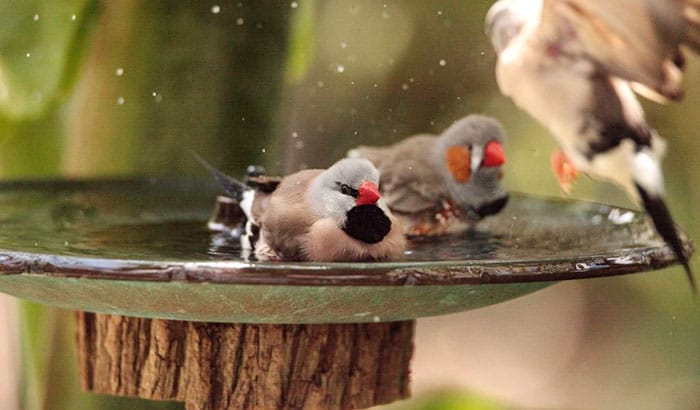 solar powered heated bird baths
