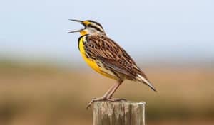 western-vs-eastern-meadowlark