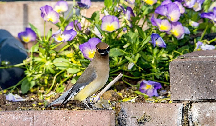 what do cedar waxwings like to eat