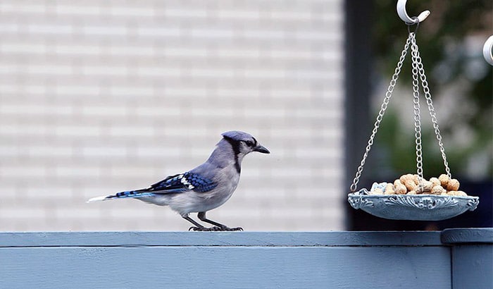 what plants attract blue jay