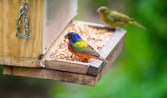 where do painted bunting live