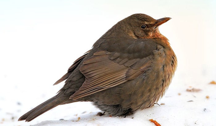 why do birds fluff their feathers