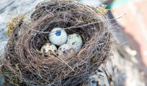 why do birds lay egg in the spring
