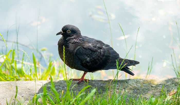 why do birds sleep standing up