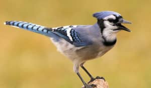 why do blue jays scream