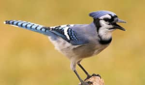 why do blue jays scream