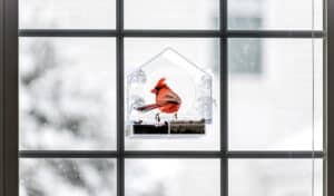 why do cardinals fly into windows