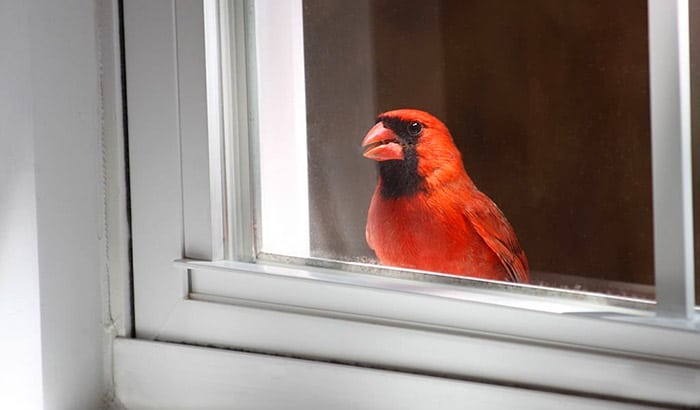 why do female cardinals fly into windows