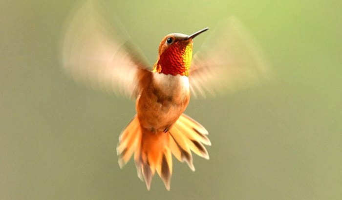 why do hummingbirds fly so close to me