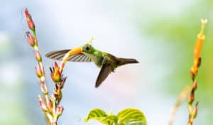 why do hummingbirds fly so fast