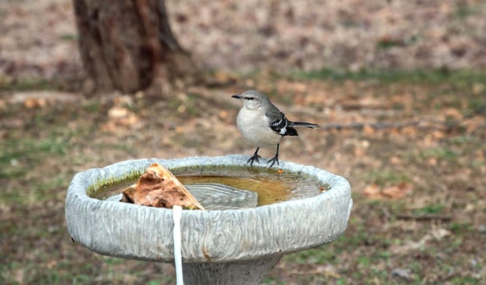 best bird bath heater