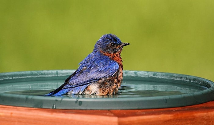 best bird baths for winter