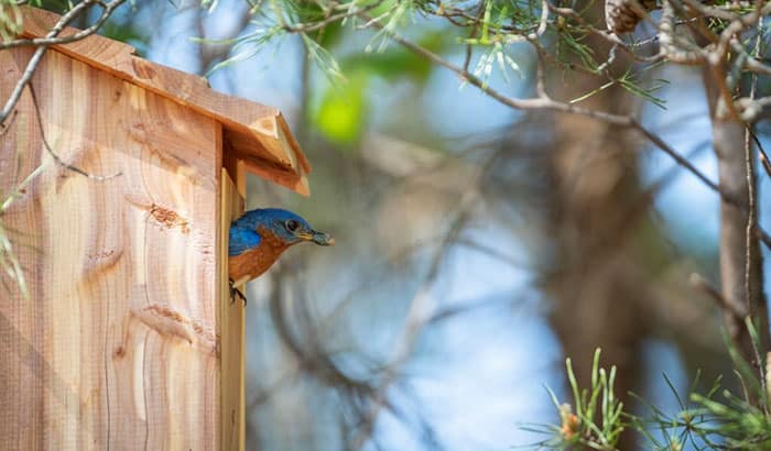 best bluebird house design