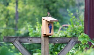 best bluebird houses