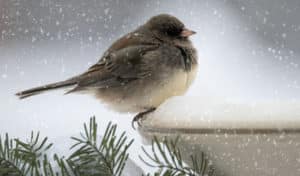 best heated bird bath