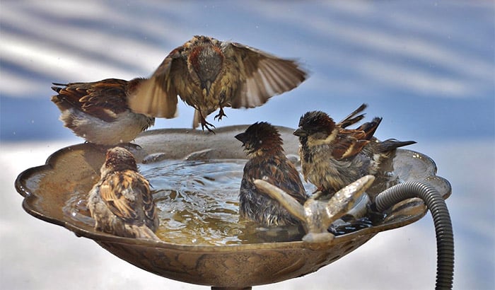 bird bath de icer