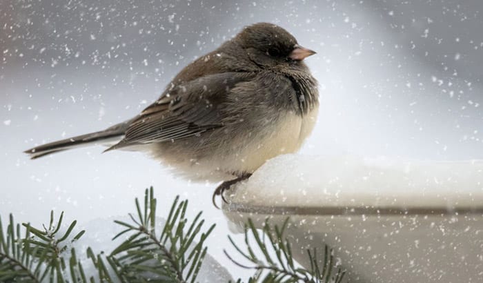 bird bath warmer